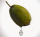 Baobab Fruit Extract