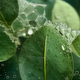 Rainforest Bioactive Complex