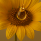 Sunflower Seed Oil