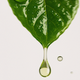 Tea Tree Leaf Oil
