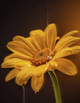 Arnica Flower