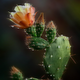 Desert Bioactive Complex
