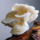 Phytomoist (Snow Mushroom Extract)